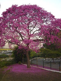 How to Improve Your Immune System 15 Pau Darco Inner bark has medicinal qualities. Liquid Pau D' Arco is 4 times stronger than pills, teas and powder