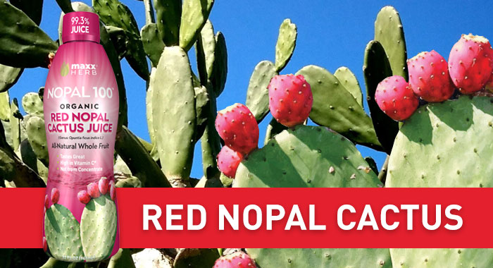 Red Nopal is also known as the "Prickly Pear" makes for a very healthy juice.