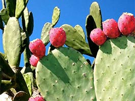 Organic Nopal Red Cactus Fruit is used to make our Red 100 Red Nopal Cactus Juice.