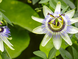 PASSION FLOWER FAQ. Passion flower has many benefits and is a natural remedy for a variety of ailments..