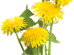 Immune System support with dandelion in a liquid extract. Mixed with other herbs, red clover has been used to support the immune system.