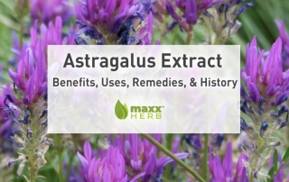 Astragalus Extract – Benefits, Uses, Remedies, and History