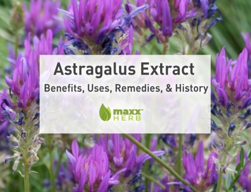 Astragalus Extract | Benefits, Uses, Remedies, and History