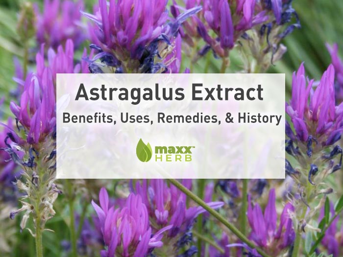 Astragalus Extract – Benefits, Uses, Remedies, and History
