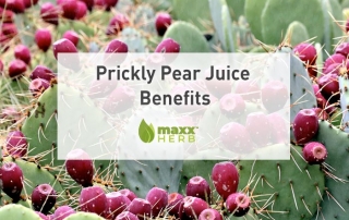 Prickly Pear Juice Benefits You Need To Know About