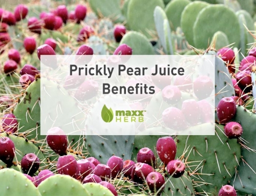 Prickly Pear Juice Benefits