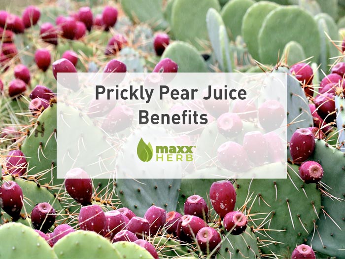 Prickly Pear Juice Benefits You Need To Know About