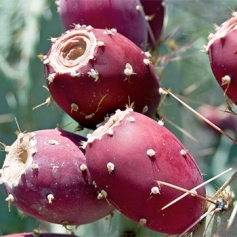 How Does Red Nopal Cactus Juice Compare to Orange Juice 2 How Does Red Nopal Cactus Juice Compare to Orange Juice? The extracted juice of the prickly pear fruit has reportedly been used to support balanced health and wellness.