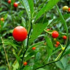 Supplements for Energy and Better Health for people looking for a health advantage. Ashwagandha for natural energy. Ashwagandha is a powerful herb that promotes a healthy stress response, boosts energy, and immune support. 