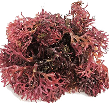 Chondrus Crispus Sea Vegetables – Health Benefits of Sea Vegetable Supplements by Maxx Herb. Sea vegetables are good sources of vitamins and minerals.