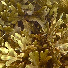 Fucus Evanescens Sea Vegetables – Health Benefits of Sea Vegetable Supplements by Maxx Herb. Sea vegetables are good sources of vitamins and minerals.