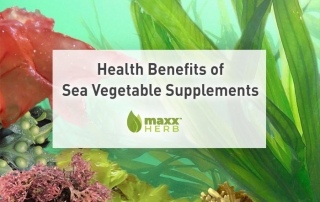 Health Benefits of Sea Vegetable Supplements by Maxx Herb. Sea vegetables contain a concentrated source of iodine and tyrosine, both of which support thyroid function.