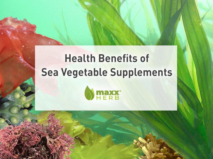 Health Benefits of Sea Vegetable Supplements by Maxx Herb. Sea vegetables contain a concentrated source of iodine and tyrosine, both of which support thyroid function.
