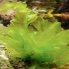 Ulva-Lactuca Sea Vegetables – Health Benefits of Sea Vegetable Supplements by Maxx Herb. Sea vegetables are good sources of vitamins and minerals.