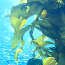 Kelp Sea Vegetables – Health Benefits of Sea Vegetable Supplements by Maxx Herb. Sea vegetables are good sources of vitamins and minerals.
